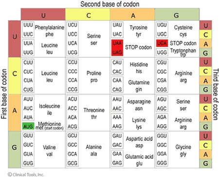 Hvordan oversette RNA til aminosyrer? Tre og tre baser (tripletter) i mrna koder for aminosyrene.