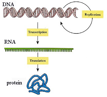DNA-RNA-protein "DNA makes RNA, RNA makes