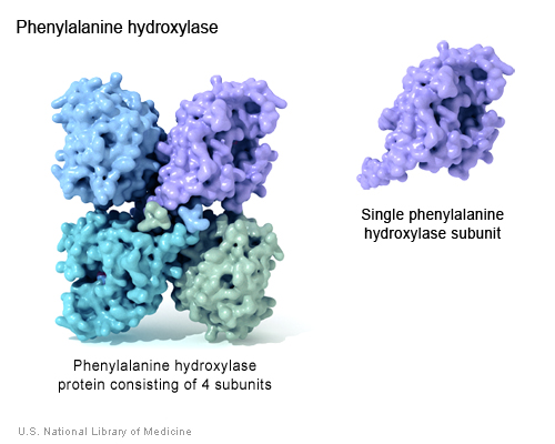 Proteiners funksjon: Enzymer Eks: Fenylalanin hydroksylase Enzymer utfører nesten alle kjemiske reaksjoner som foregår i cellene.