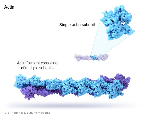 Proteiners funksjon: Strukturelle proteiner Eks: Actin Disse proteinene danner strukturer og opprettholder cellestrukturen.