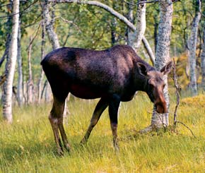 Et par hundre meter fra hovedveien går det en avstikker fra ruta på ca 400 m opp mot det lille fiskevatnet