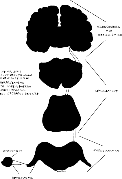 Figur 4 Hørselsbanenes forløp i sentralnervesystemet ( R E )H