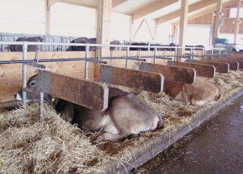 Figur 2. Fleksible båsskillere uten støtte i bakre enden er en fordel, siden det gjør det mulig at kua kan forlate båsen også til siden om hun blir truet bakfra. Begge foto s 15: C. Schneider.