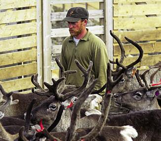 Gjetarane fylgjer den gamle beiteplanen, men både omlegging av flokkstrukturen og mykje attåtarbeid etter at delar av Lomsfjellet fekk si blir tekne med på råd ved planlegging av anlegg og når drifta