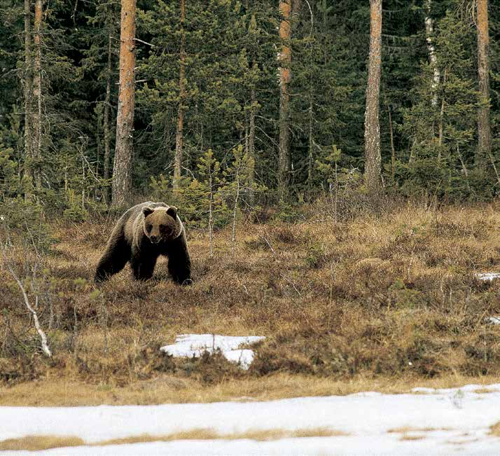 Hvordan kan man minske risikoen for uønskede møter mellom menneske og bjørn? Bjørner er vanligvis sky overfor mennesker.
