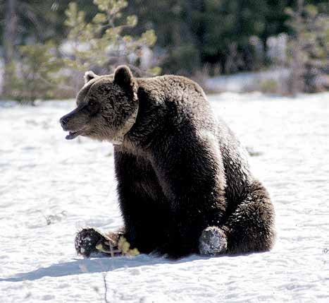 Det skandinaviske bjørneprosjektet Den skandinaviske brunbjørnen «Untorparn», den eldste merkede bjørnen. Den er 29 år og ble utstyrt med radiosender første gang i 1986.