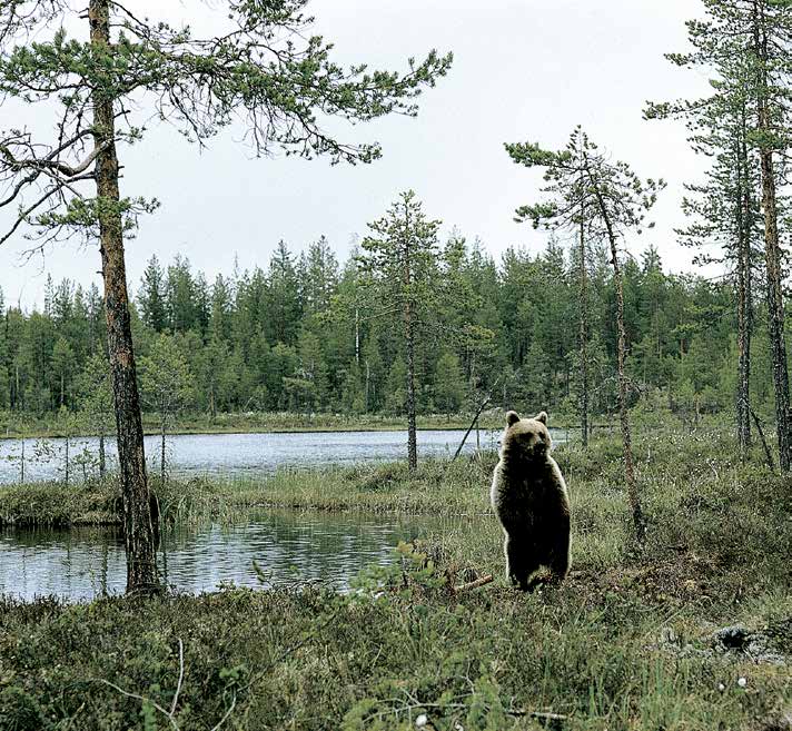 Hvordan skal man oppføre seg når man møter en bjørn? Det vanligste spørsmålet folk stiller er: Hva skal man gjøre hvis man blir stående ansikt til ansikt med en bjørn?