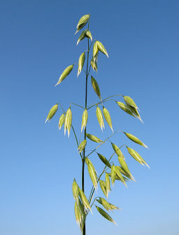 Blomstene og