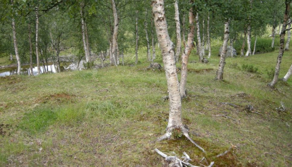 Treslag kan førast på når tresettinga er minst 3 meter høg og kronedekninga er minst 10%. Tresetting: minst 3 m høg og 10% kronedekning. Minsteareal for tresetting er 4 dekar.