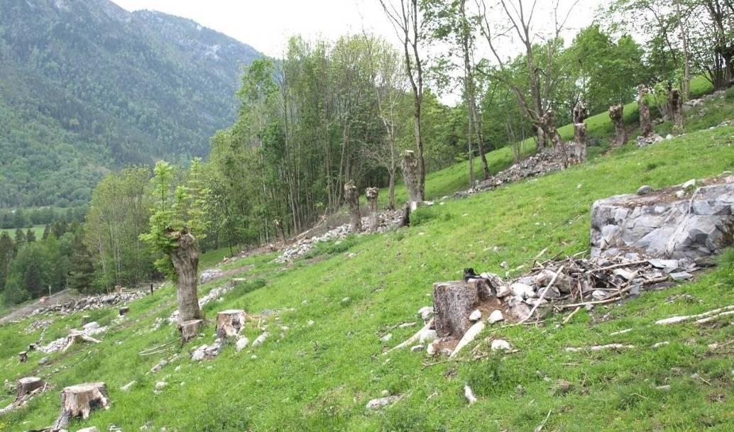 6. Rydding Rydding: Innmarksbeite skal vere rydda for kratt og hogstavfall slik at arealet er godt tilgjengeleg