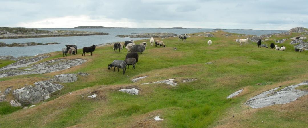 utmark (Bjarkøy).