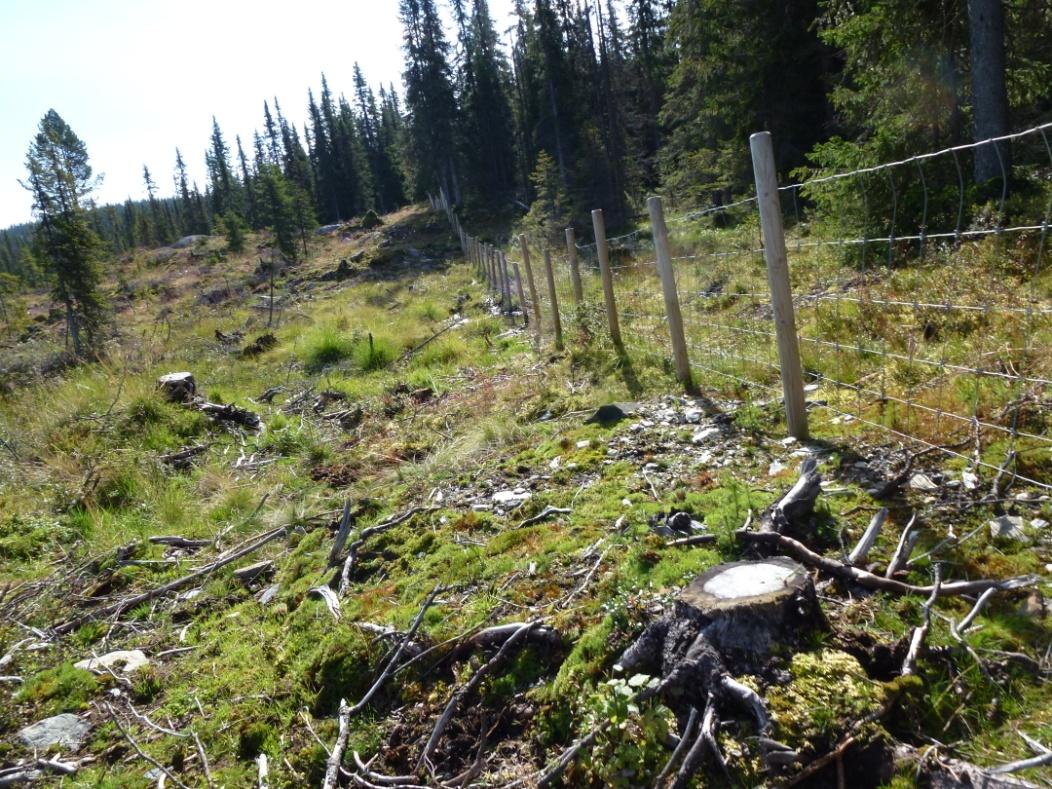 Nyleg rydda og inngjerda areal på fattig skogsmark, som har fått nokre godkjente beiteplantar innanfor gjerdet.