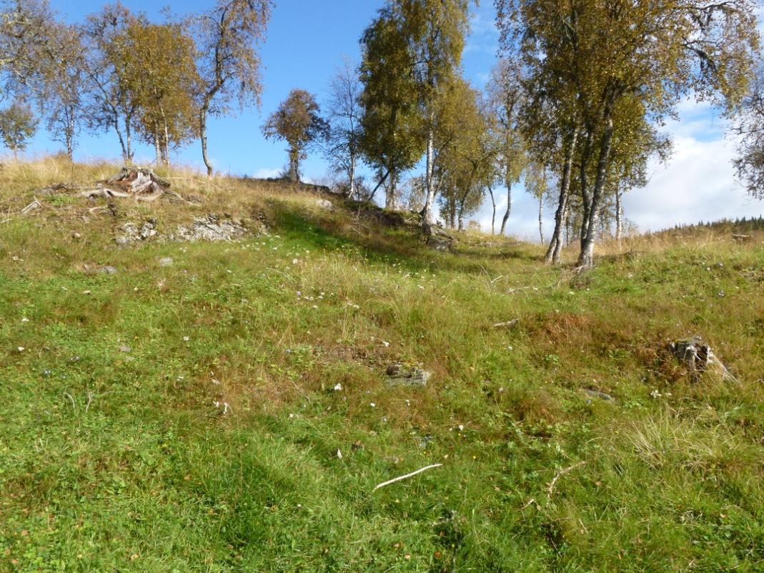 Arealet er lite næringsrikt, så her vil det ta lang tid før beiteplantane tek over for skogsgraset.