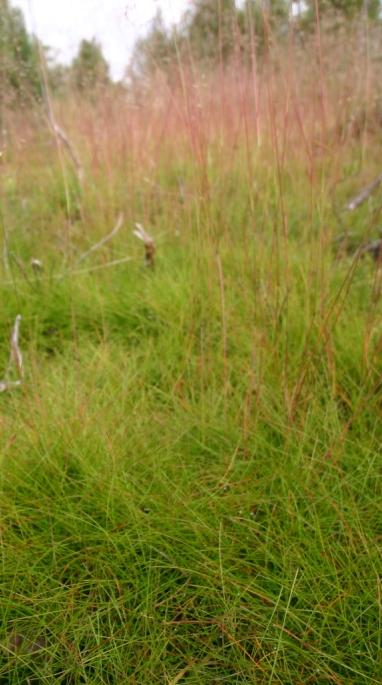 Skogsgras Desse artane skal ikkje reknast med: Smalblada gras: Smyle Finnskjegg Sauesvingel Breiblada gras: Blåtopp Skogrøyrkvein Snerprøyrkvein Storr Skogsgras Med skogsgras er her meint grasartar