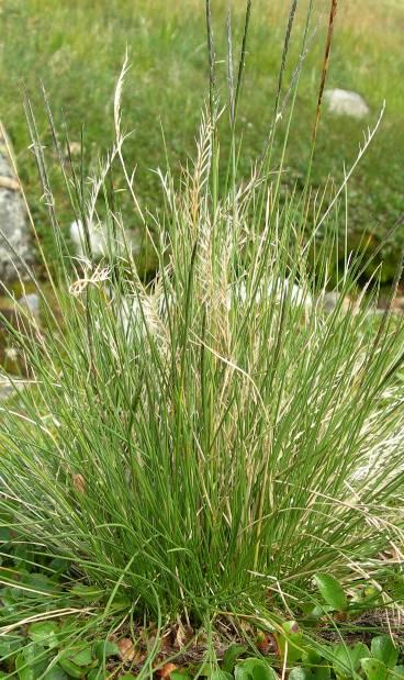 Dette gjeld mange grasartar, men det er berre eit fåtal som forekjem med høg dekning. Derfor er det berre 5-6 artar ein treng å kunne ved vurdering av innmarksbeite.