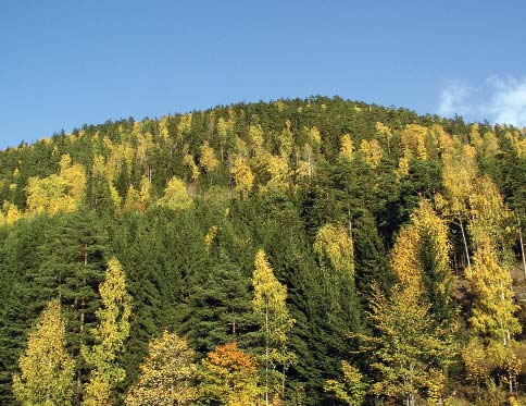 Treråvarer Trevirke fra skogene mer enn nok Alle trebrensler om de er lite eller mye foredlet har sin opprinnelse fra skogen.