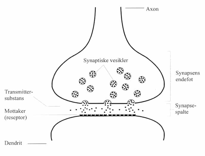 Fig. 4: Skjematisk fremstilling av synapsen og impulsoverføringen I september 2000 fant to uavhengige forskergrupper enkelte forandringer i hjernen hos mennesker med narkolepsi.