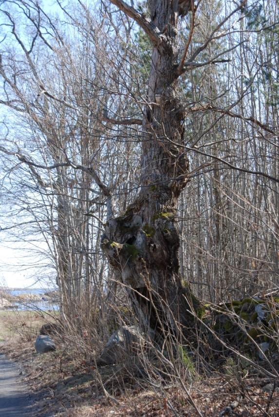 Den enkeltes tidligere erfaring og kulturelle forforståelse har betydning for opplevelsen av naturen, men dette blander seg med den kroppslige sansningen som oppstår i det direkte møte med stien og