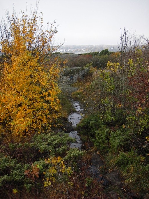 Lønnetrærnes gule løv både på trærne og på bakken lyste opp og skapet en egen stemning da vi gikk gjennom skogen, selv om det var lavt skydekke og regn i luften ble det