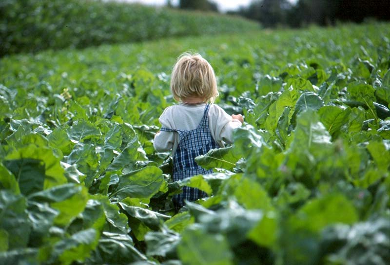 Frø & formering Tema 6 D - Generelt Bønders rettigheter resultater fra en internasjonal undersøkelse Utarbeidet av Vestfold Bondelag i samarbeid med Fridtjof Nansens Institutt og Biodynamisk Forening