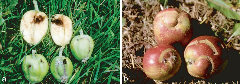 102 Figur 1.75 a) og b) Eple skadd av epleveps. Foto: Olav Sørum. vêr. Etter paring legg hoene egga, eit i gongen, i blomen. Egga svell opp, og klekkjer etter ein til to veker.