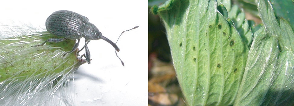 143 2.3.2 De viktigste skadedyra i jordbær Insekter omtales først, deretter midd, nematoder og snegl. Jordbærsnutebille (Anthonomus rubi) Diagnose Utseende.