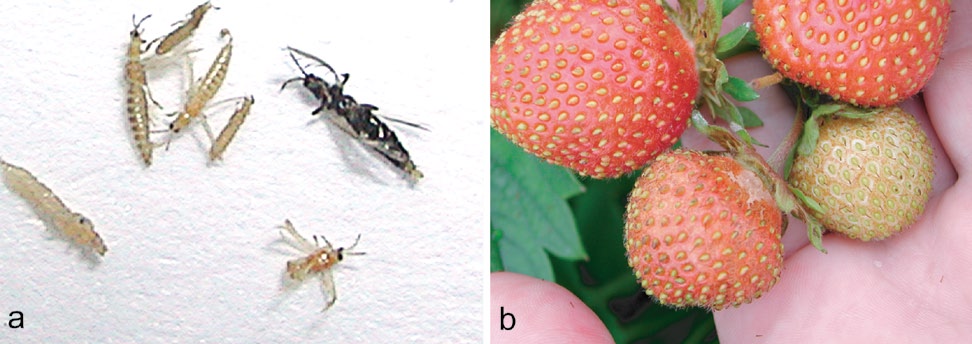 148 Bladteger (Heteroptera, familie Miridae) Diagnose Utseende. Slanke, raske og langbeinte insekter, grønne til brune.