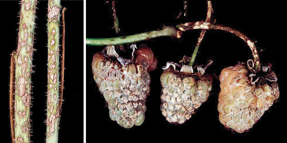 169 a b Figur 3.8 Flekkskurv på a) skudd og b) bær og bærstilker. Foto: Rolf Langnes. dier fra nye infeksjoner på årsskudd og blad kan foregå utover hele sommeren.