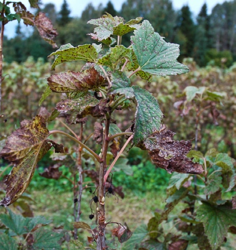 Ribes 187 Biologi Små fruktlegemer (pseudothecier), som utgjør det kjønna stadiet av soppen, dannes på begge sider av gamle blad på bakken i løpet av høsten og våren.