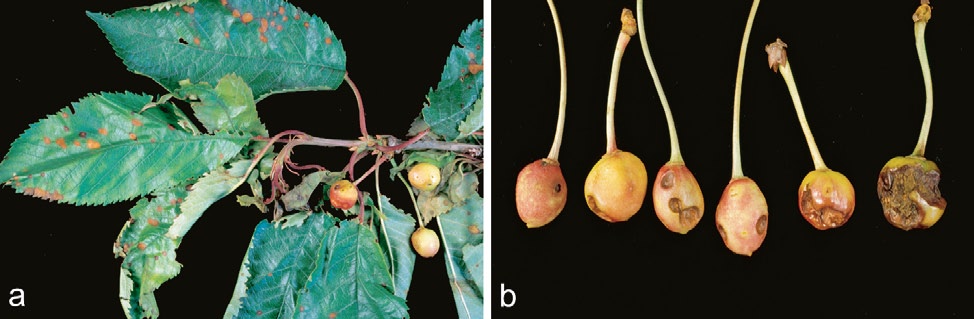 79 Frukt Figur 1.60 Symptom på angrep av soppen Wilsinomyces carpophilus i søtkirsebær. a) Infiserte blad med raudlege flekkar som etterkvart vert brune og dett ut (haglskotsjuke).