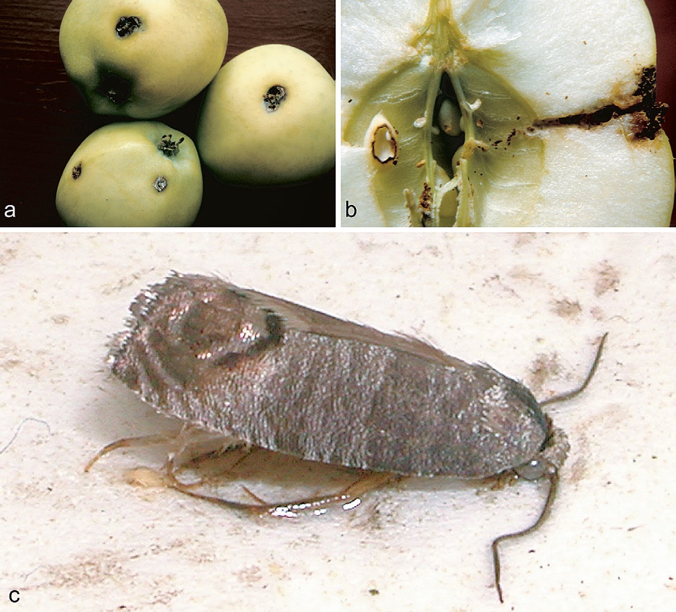 94 Figur 1.68 a) og b) Eple skada av epleviklar. c) Vaksen epleviklar. Foto a) og b) Sverre Kobro, c) Nina Trandem. naturlege fiendar som fugl, marihøner, gullauger, nebbteger osv.