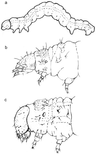 96 Dei vil også i år med store bestandar kunne gjere stor skade på sjølve frukta (tabell 1.2). Figur 1.70 a) Målarlarve, b) viklarlarve og c) nattflylarve.