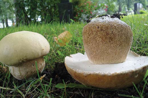 Steinsopp Vokser i skogen. Den vanligste steinsoppen vokser i bar- og løvskog. Den er brun i forskjellige nyanser. Rørsopp.