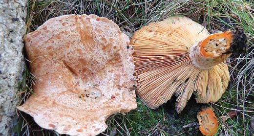 Matblekksopp. Foto: RB Matriske Rød til oransje hatt og stilk. Gulrotfarget saft.