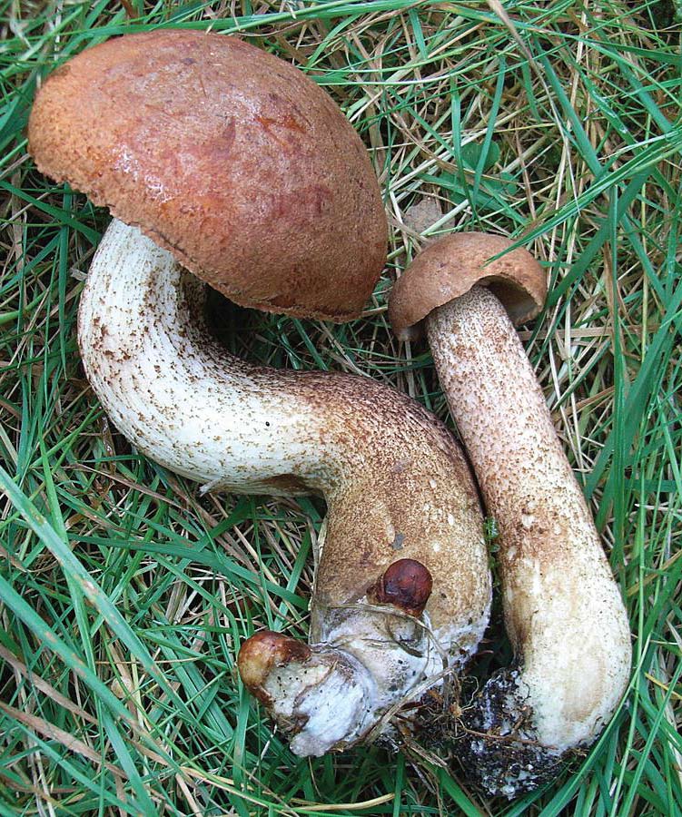 Skrubber Rørsopper med skrubbete stilk (små skjell, ubarbert ). Rørsopp. Mange forskjellige arter.