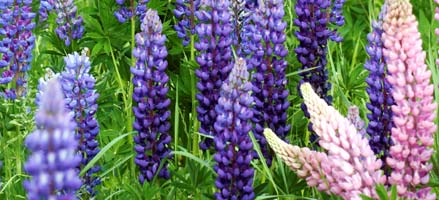 Det bør brukes høyeste tillatte dose, se etiketten for det valgte preparatet. Plantevernmiddelet skal påføres plantenes blader mest mulig direkte slik at spredningen i naturen begrenses.