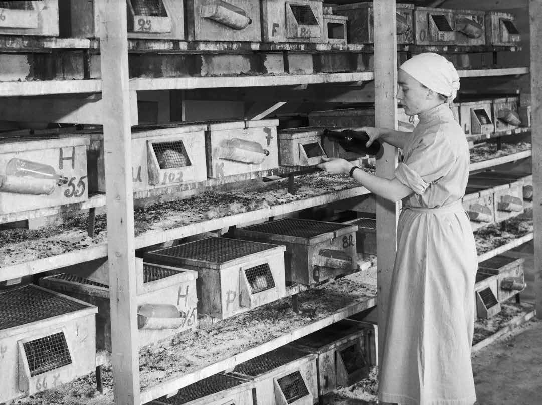 HISTORISKE BILDER Med rotter mot kreft Bildet viser laboratoriet for dyreforsøk ved Radiumhospitalet i Oslo og er tatt i 1950.