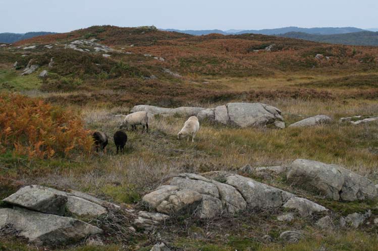 Villsau på Lyngheisenteret Omvisinga vart