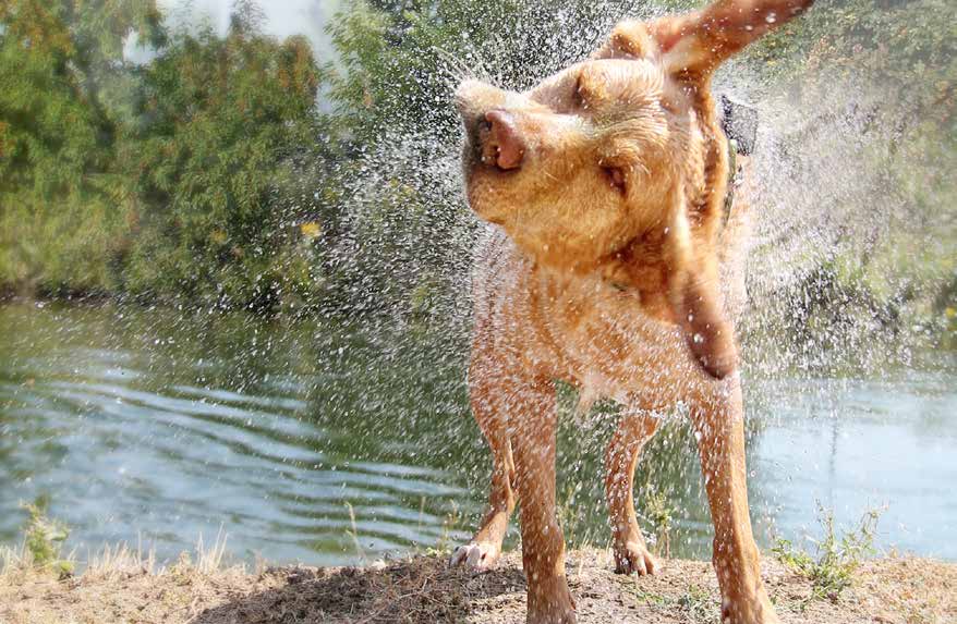 Er du sprek nok til å ha en aktiv rase? Mange eldre har god tid og en hund kan være en helsefremmende venn. Tenk imidlertid over hvilken hund som passer ditt aktivitetsnivå.