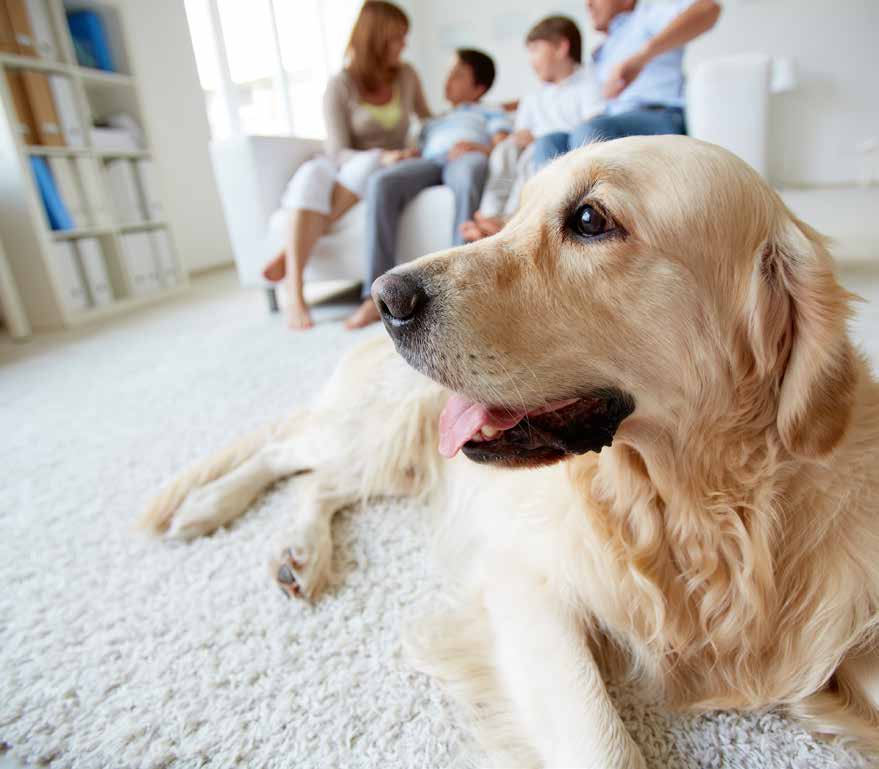 Å velge hund Valg av rase Det er mange raser å velge blant, med ulike egenskaper og behov.