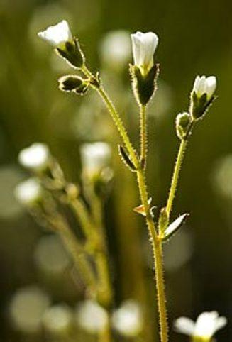 Oslosildre (Saxifaga osloensis) Post 1 Vet dere at vi har en blomst som er oppkalt etter byen vår?