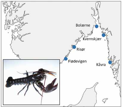 Foto: Havforskningsinstituttet Figur 1. Fem bevaringsområder for hummer i Skagerrak. Havforskningsinstituttet følger opp utviklingen i Flødevigen, Bolærne og Kvernskjær.