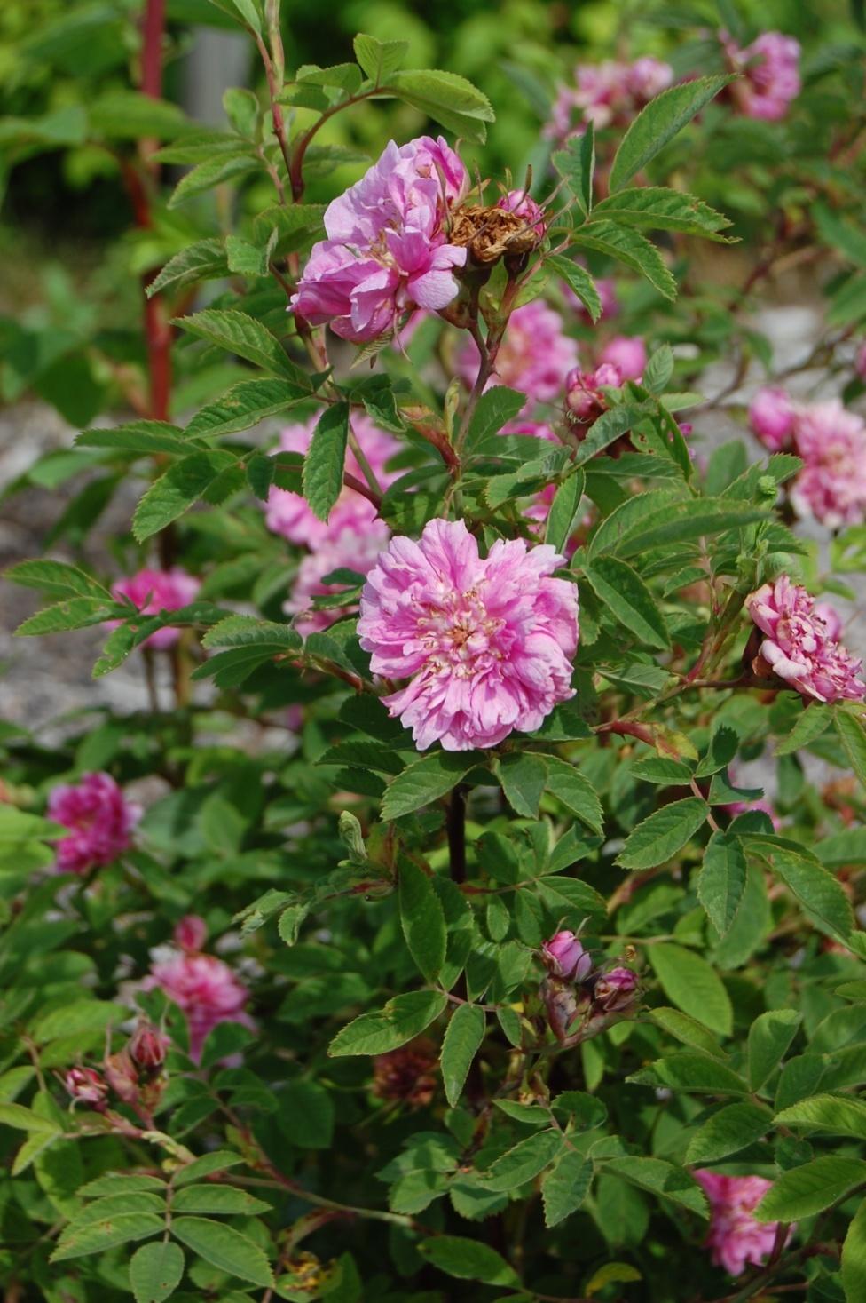 Rosa majalis Foecundissima (Ukjent opprinnelse) Vanlig på Østlandet