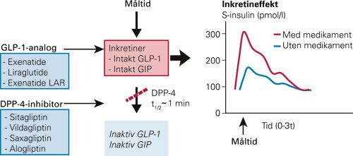 Figur 2 Virkningsmekanismene for glukagonliknende peptid 1 (GLP-1)- analoger og dipeptidylpeptidase 4 (DPP-4)-inhibitorer.