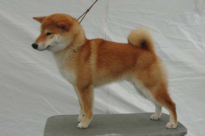 SHIBA-SPESIALEN 2006 Her kommer bilder av deltakerne på årets spesial-utsttling søndag 4.juni på Vikhammer Camping.