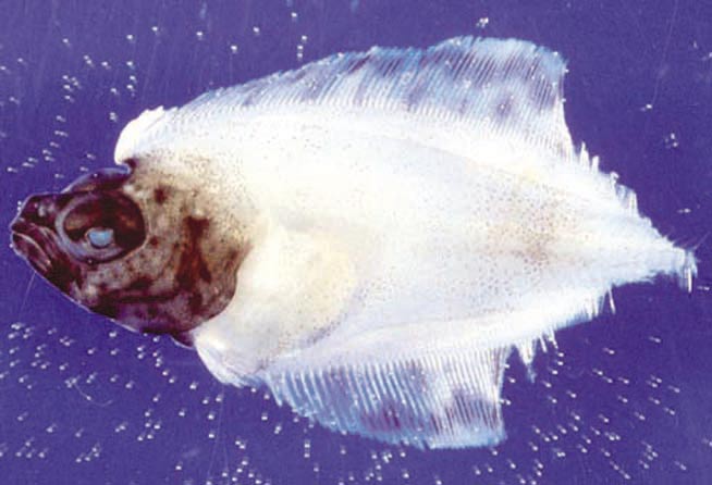 K A P I T T E L 2 feil i zooplanktonkultiveringen skaper store helseproblemer i dagens oppdrett av marin yngel.