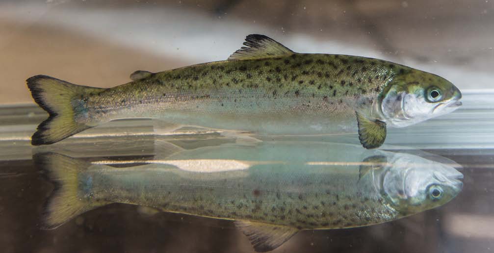 Mindre svinn med større smolt All oppdrettslaks kan overleve i fremtidens anlegg for postsmoltproduksjon. Nøkkelen er nøye kontroll med laksens miljø til den er stor.