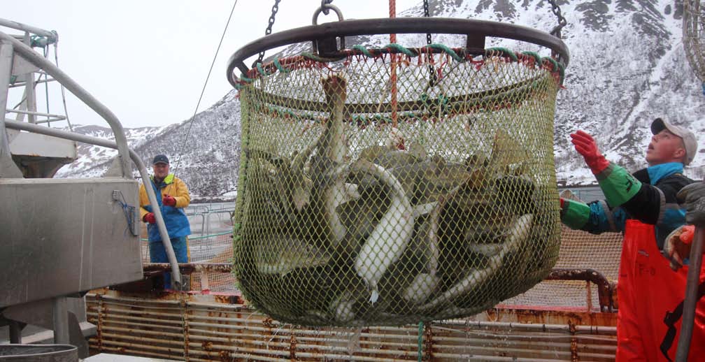 Rask bløgging gir bedre kvalitet Tidlig bløgging er avgjørende for å få topp kvalitet på fisken. Riktig redskapsvalg og større bløggekapasitet er rådet for bedre kvalitet.