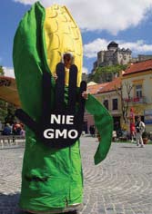 Likevel mener EUs fødevaremyndighet (EFSA) at det ikke er behov for flere undersøkelser av GMO-maisen.