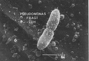 Hvor kommer Pseudomonas fra?? Vanlig bakterie i jord, vann. Ikke assosiert med matbåren sykdom.